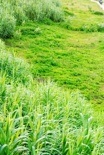 DSC_0467_副本_副本.jpg