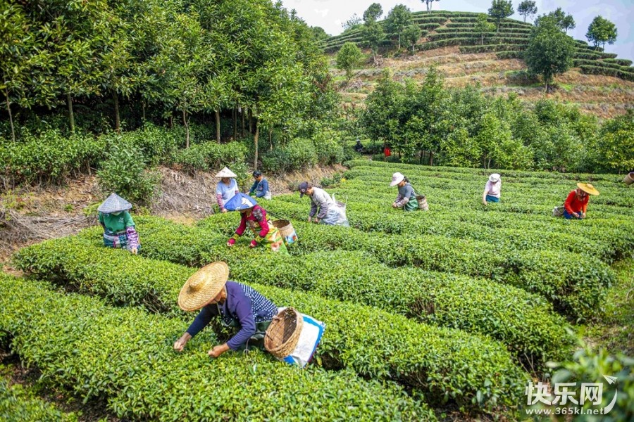 釆摘春茶忙.雷鹤松摄于2021年3月平南_副本.jpg