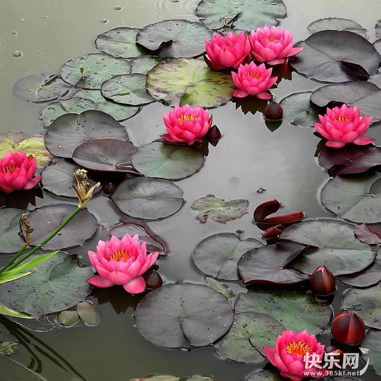 图片9.png