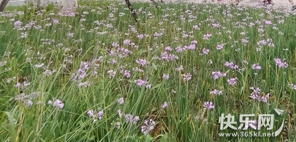 IMG_20220514_065752_副本_副本.jpg