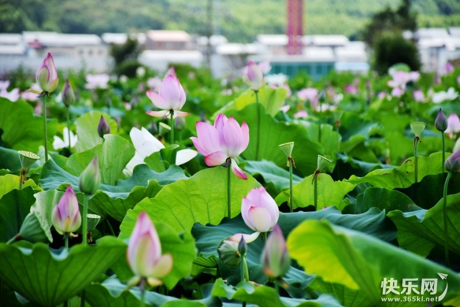 DSC_4249_副本.jpg