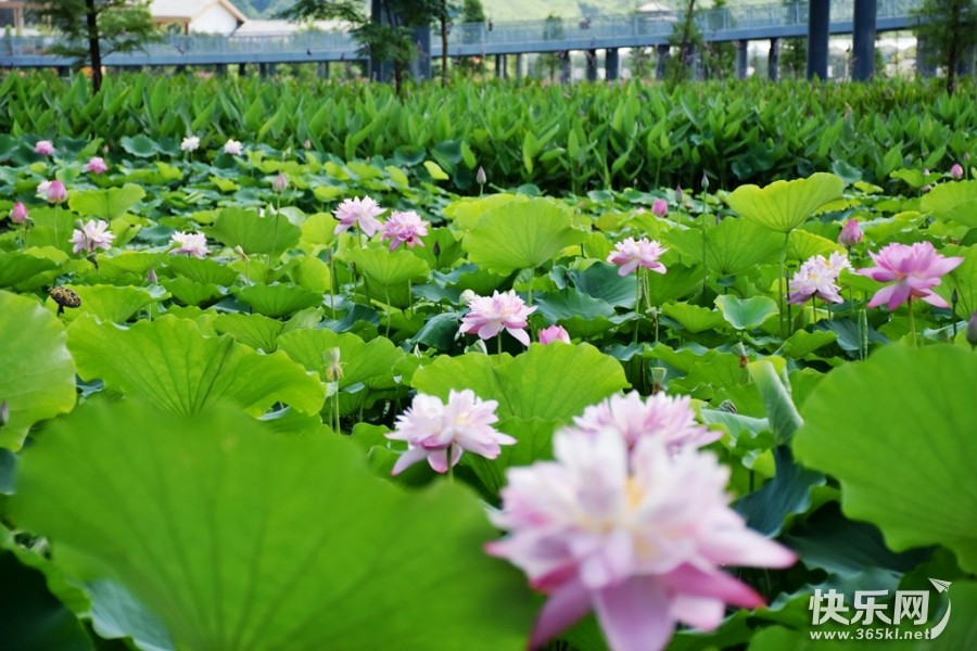 DSC_4275_副本.jpg