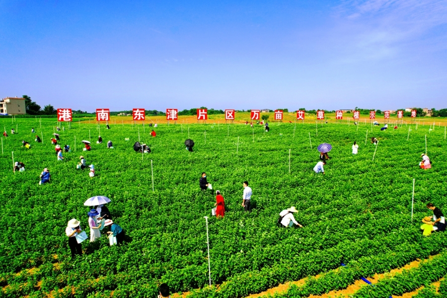 2022.5.3 万亩艾草基地 刘志宁摄_副本.jpg