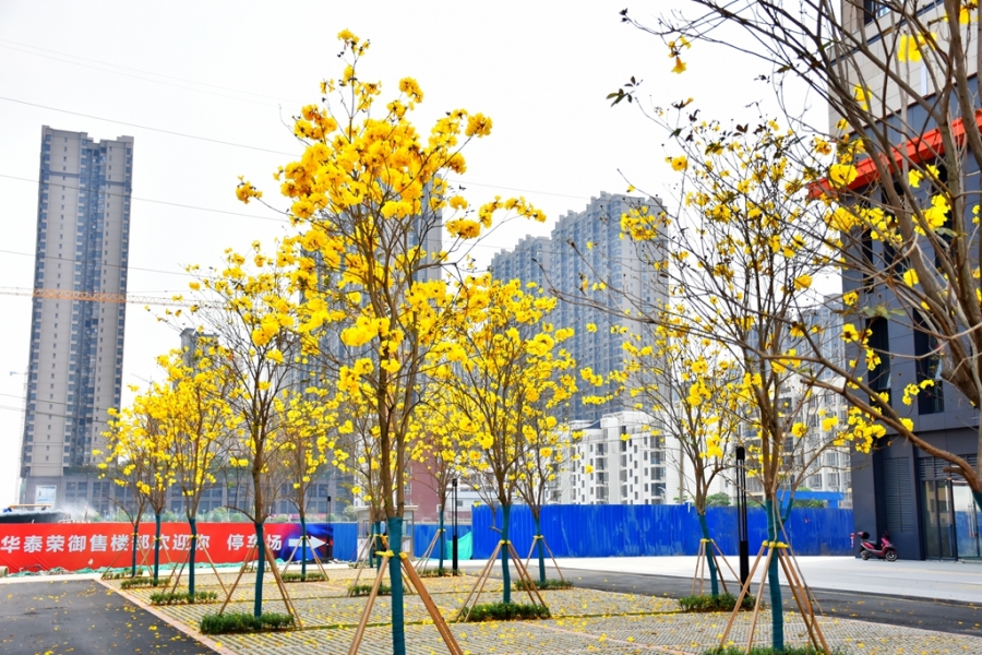 DSC_7605_副本.jpg