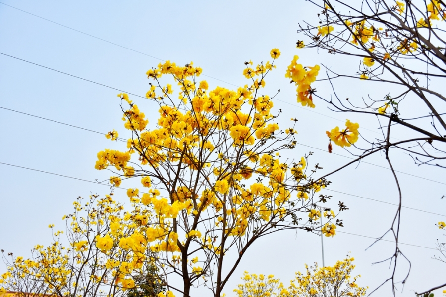 DSC_7625_副本.jpg