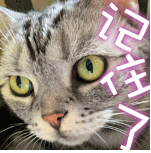 4ffd25a66e8c2d97d810103fedc6ece4.png