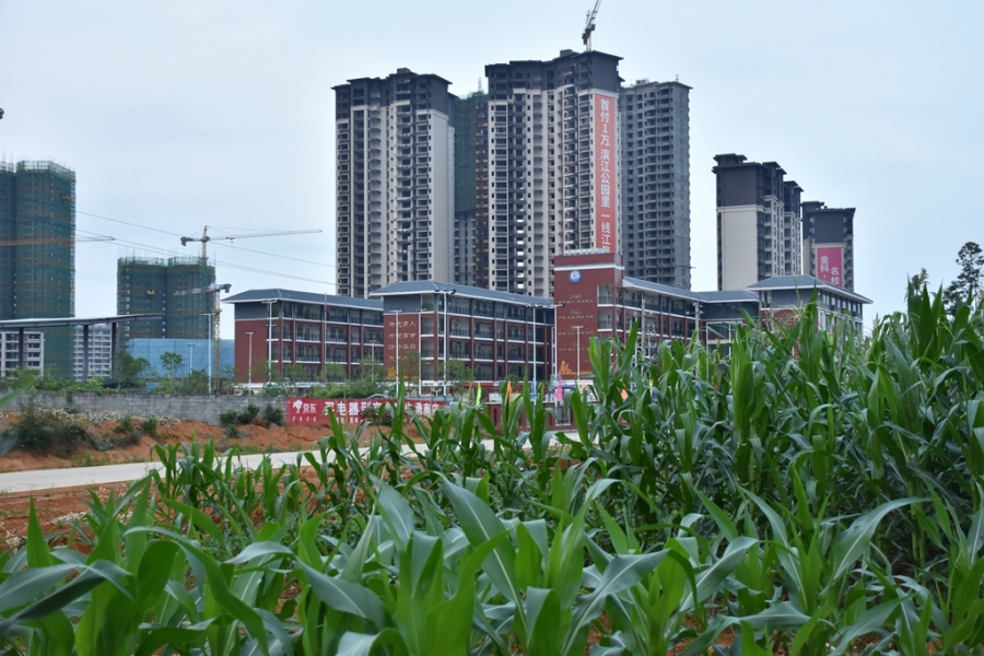 DSC_1132_副本.jpg