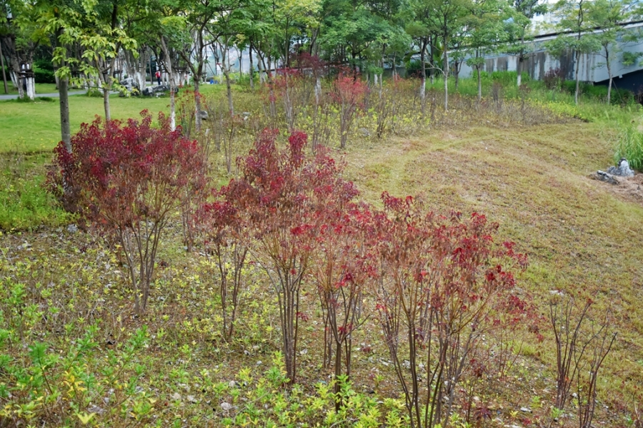 DSC_4018_副本.jpg