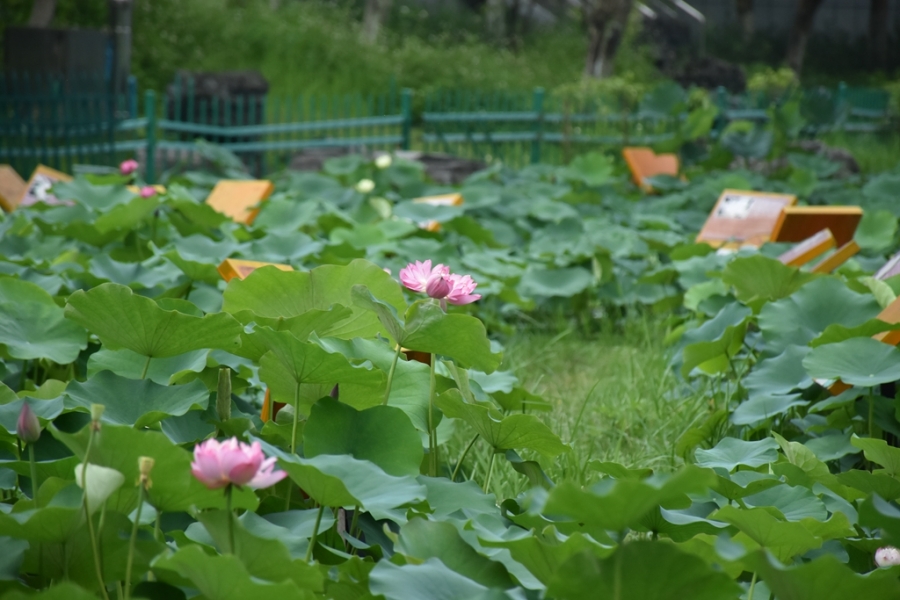 DSC_3008_副本.jpg