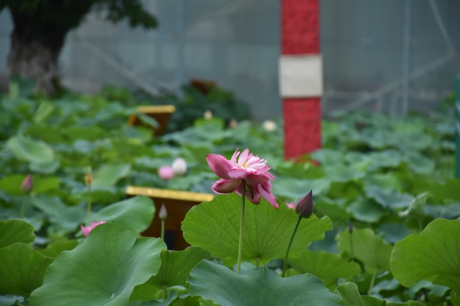 DSC_3006_副本.jpg