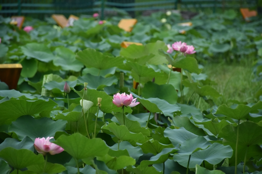 DSC_3007_副本.jpg