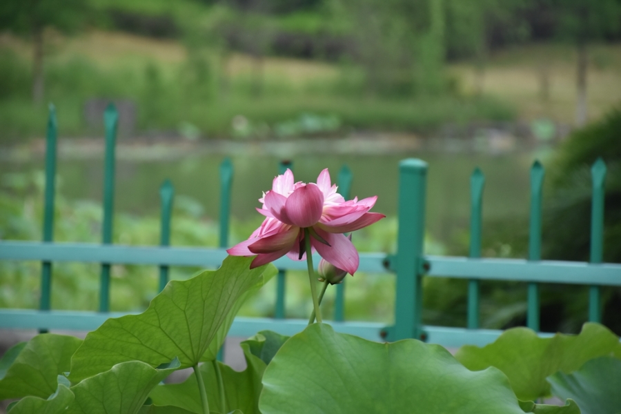 DSC_3009_副本.jpg