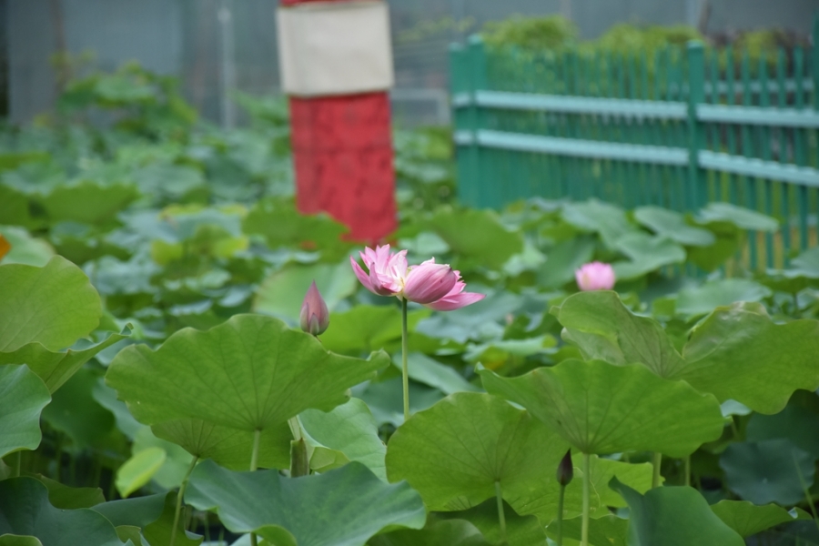 DSC_3010_副本.jpg
