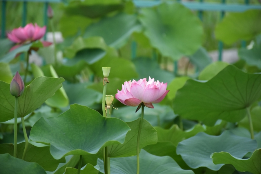 DSC_3011_副本.jpg