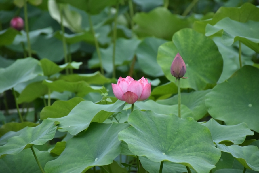 DSC_3013_副本.jpg