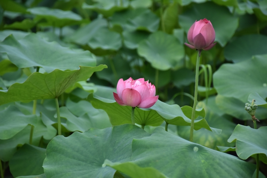 DSC_3012_副本.jpg