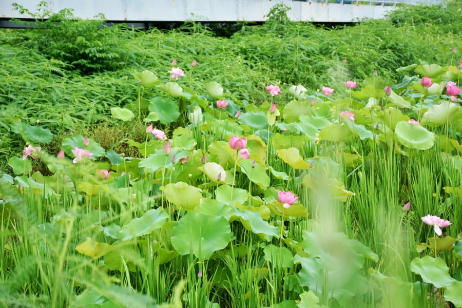 DSC_4152_副本.jpg
