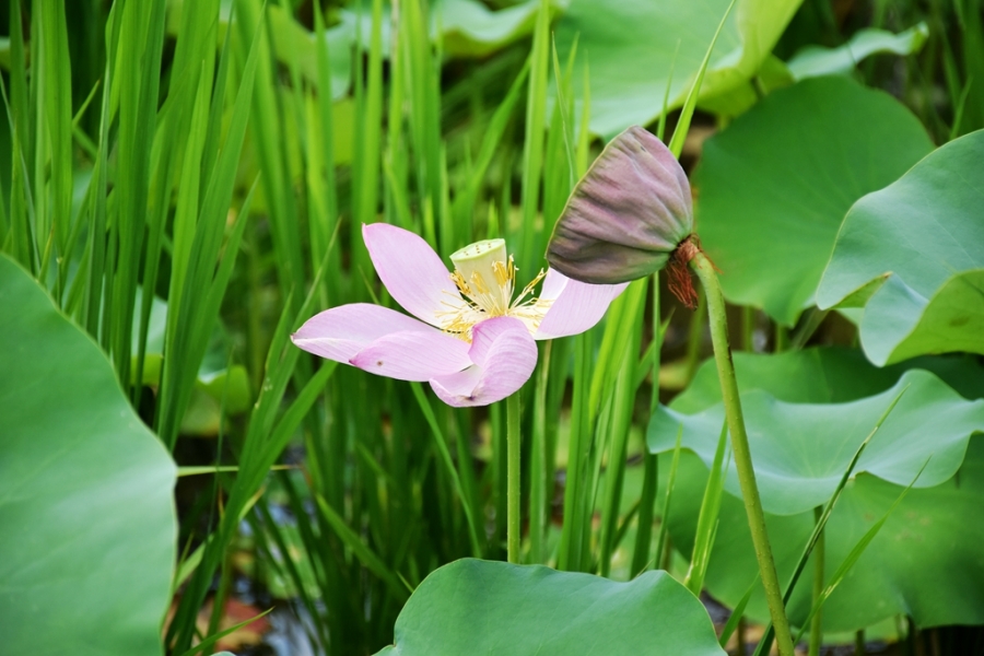 DSC_4167_副本.jpg