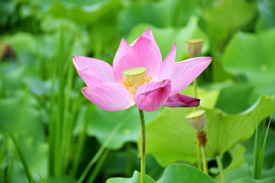 DSC_4169_副本.jpg