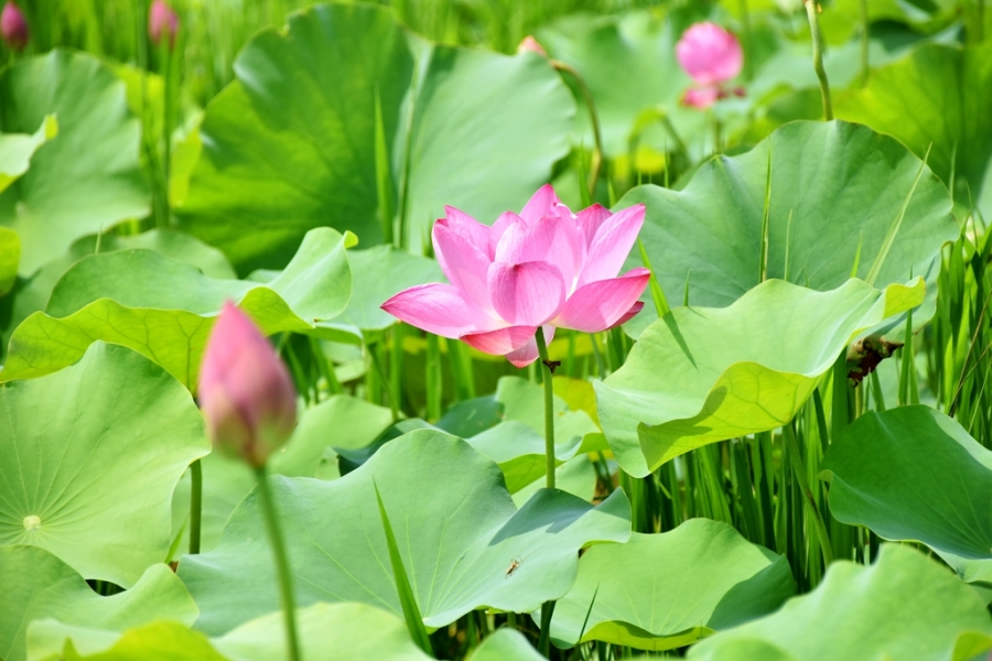 DSC_4179_副本.jpg